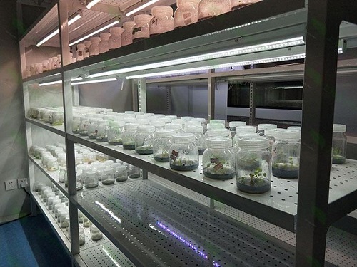 汝阳植物组织培养实验室设计建设方案